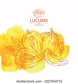 Watercolor background with lucuma: fruit, lucuma slice and leaves. Super food. Vector hand drawn illustration
