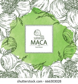 Watercolor background with Maca Peruvian. Super food. Vector hand drawn illustration.