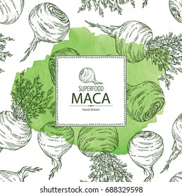 Watercolor background with Maca Peruvian. Super food. Vector hand drawn illustration.