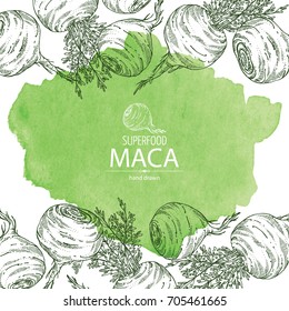 Watercolor background with Maca Peruvian. Super food. Vector hand drawn illustration.