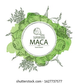 Watercolor background with Maca Peruvian. Superfood. Vector hand drawn illustration