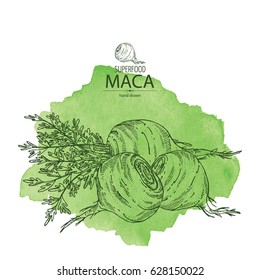 Watercolor background with Maca Peruvian. Superfood. Hand drawn.