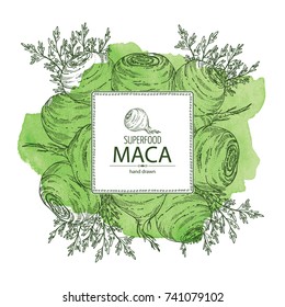 Watercolor background with Maca Peruvian. Superfood. Vector hand drawn illustration