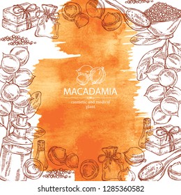 Watercolor background with macadamia: branch, leaves, macadamia nuts, soap and bath salt . Cosmetic and medical plant. Vector hand drawn illustration. 