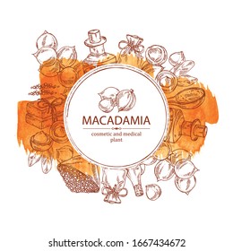 Watercolor background with macadamia: branch, leaves, macadamia nuts, soap and bath salt . Cosmetic and medical plant. Vector hand drawn illustration.