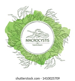 Watercolor background with macrocystis: macrocystis seaweed, leaves. Brown algae. Edible seaweed. Vector hand drawn illustration.