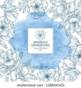 Watercolor background with magnolia grandiflora: magnolia flowering branch, leaves, magnolia grandiflora flowers and bud. Cosmetic, perfumery and medical plant. Vector hand drawn illustration