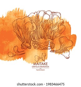 Watercolor background with maitake: piece of mushroom, maitake mushrooms. Grifola frondosa. Vector hand drawn Mushroom illustrations