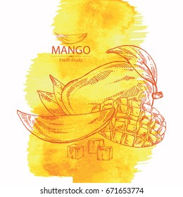 Watercolor background with mango fruit,  leaves and slice of mango. Vector hand drawn illustration