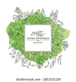 Fondo acuático con oficiales malvavisco: althea officinalis flor, raíz y hojas. Planta cosmética y médica. Ilustración dibujada a mano por el vector