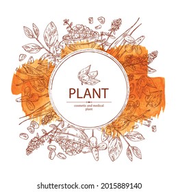 Watercolor background with medical plant: ashwagandha root and berries of withania somnifera, fenugreek seeds and flowers, flowers of thyme and houttuynia. Cosmetic and medical plant.Vector hand drawn