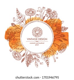 Watercolor background with medical plant: calendula flowers, licorice flower and root, linden flower and escape equisetum and plant. Cosmetics and medical plant. Vector hand drawn illustration.