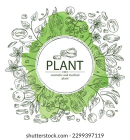 Watercolor background with medical plants: amur cork berries, coptis chinese flowers, ziziphus Juyuba fruits, highlander multiflorous roots. Vector hand drawn illustration