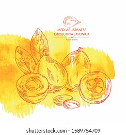 Watercolor background with medlar japanese: medlar fruit, slice and leaves. Eriobotrya japonica. Vector hand drawn illustration.