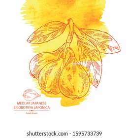 Watercolor background with medlar japanese: medlar fruit and leaves. Eriobotrya japonica. Vector hand drawn illustration.