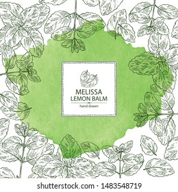 Watercolor background melissa: plant and leaves of melissa. Lemon balm. Cosmetic and medical plant. Vector hand drawn illustration.