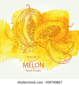 Watercolor background with melon . hand drawn