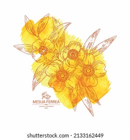 Watercolor background with mesua ferrea: mesua ferrea plant, leaves, mesua ferrea flowers. Cosmetic, perfumery and medical plant. Vector hand drawn illustration.