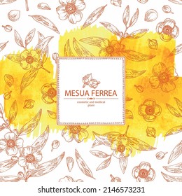 Watercolor background with mesua ferrea: mesua ferrea plant, leaves, mesua ferrea flowers. Cosmetic, perfumery and medical plant. Vector hand drawn illustration.