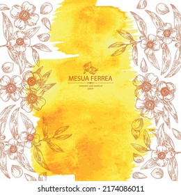 Watercolor background with mesua ferrea: mesua ferrea plant, leaves, mesua ferrea flowers. Cosmetic, perfumery and medical plant. Vector hand drawn illustration.