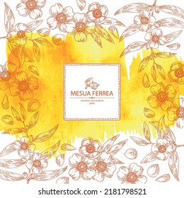 Watercolor background with mesua ferrea: mesua ferrea plant, leaves, mesua ferrea flowers. Cosmetic, perfumery and medical plant. Vector hand drawn illustration.