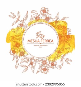 Watercolor background with mesua ferrea: mesua ferrea plant, leaves, mesua ferrea flowers. Cosmetic, perfumery and medical plant. Vector hand drawn illustration. svg