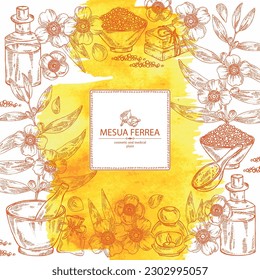 Watercolor background with mesua ferrea: mesua ferrea plant, leaves, mesua ferrea flowers. Oil, soap and bath salt . Cosmetics and medical plant. Vector hand drawn illustration svg