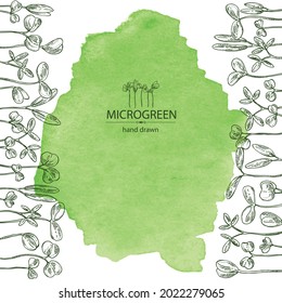 Watercolor background with microgreens: leaves and plants of microgreens. Vector hand drawn illustration