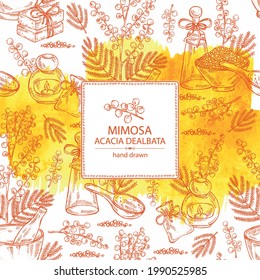 Watercolor background with mimosa: mimosa flowering branch and leaves. Acacia dealbata.  Oil, soap and bath salt . Cosmetics and medical plant. Vector hand drawn illustration