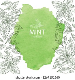 Watercolor background with mint: plant and leaves of peppermint. Vector hand drawn illustration