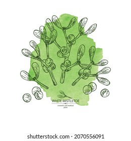Watercolor background with mistletoe: mistletoe plant, berries  and mistletoe branch. Viscum album. Cosmetic and medical plant. Vector hand drawn illustration