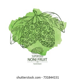 Watercolor background with background with morinda, noni fruit: branch with noni fruit. Super food. Vector hand drawn illustration.