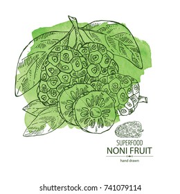 Watercolor background with background with morinda, noni fruit: branch with noni fruit. Super food. Vector hand drawn illustration.