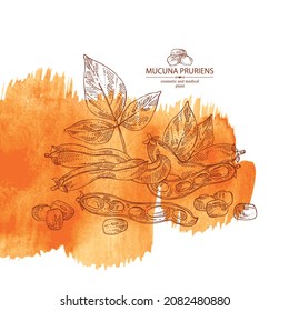 Watercolor background with mucuna pruriens : leaves, mucuna pruriens pod and plant. Kapikacchu. Cosmetic, perfumery and medical plant. Vector hand drawn illustration.