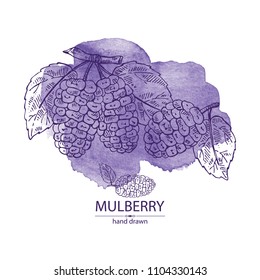 Watercolor background with mulberry: berries and leaves. Vector hand drawn illustration