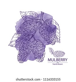 Watercolor background with mulberry: berries and leaves. Vector hand drawn illustration