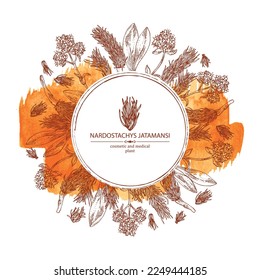 Watercolor background with nardostachys jatamansi: plant, flowers and codonopsis lanceolata roots. Nard indian. Cosmetic and medical plant. Vector hand drawn illustration