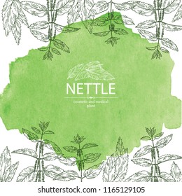 Watercolor background with nettle: plant, leaves, branch of nettle and flowers. Cosmetics and medical plant. Vector hand drawn illustration.