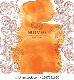 Watercolor background with nutmeg: nut and branch. Vector hand drawn illustration