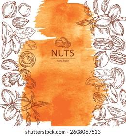 Watercolor background with nuts: almond, brazilian nut, pecan and macadamia. Vector hand drawn illustration.