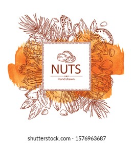 Watercolor background with nuts: almonds, pecan, peanuts and pine nuts. Vector hand drawn illustration.