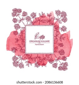 Watercolor background with origanum vulgare: origanum vulgare leaves, flowers and plant. Oregano. Herbs and spices. Cosmetic, perfumery and medical plant. Vector hand drawn illustration.