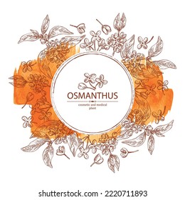 Watercolor background with osmanthus: plant, leaves and osmanthus flowers. Cosmetic, perfumery and medical plant. Vector hand drawn illustration