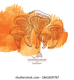 Watercolor background with oyster mushroom: mushroom pleurotus. Mushroom. Vector hand drawn illustration