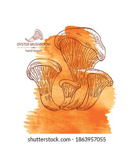 Watercolor Background With Oyster Mushroom: Mushroom Pleurotus. Mushroom. Vector Hand Drawn Illustration