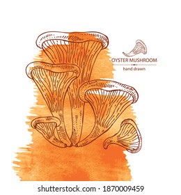 Watercolor Background With Oyster Mushroom: Mushroom Pleurotus. Mushroom. Vector Hand Drawn Illustration