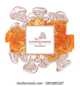 Watercolor Background With Oyster Mushroom: Mushroom Pleurotus. Mushroom. Vector Hand Drawn Illustration