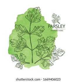 Watercolor background with parsley: parsley leaves and plant. Herbs and spices.  Vector hand drawn illustration.