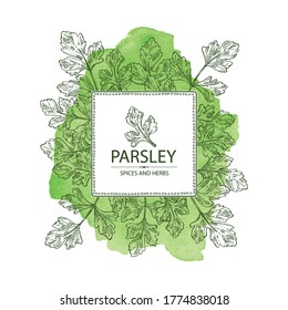 Watercolor background with parsley: parsley leaves and plant. Herbs and spices.  Vector hand drawn illustration.