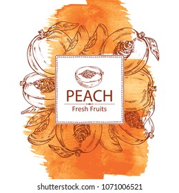 Watercolor background with peach and peach slice background. Vector hand drawn illustration